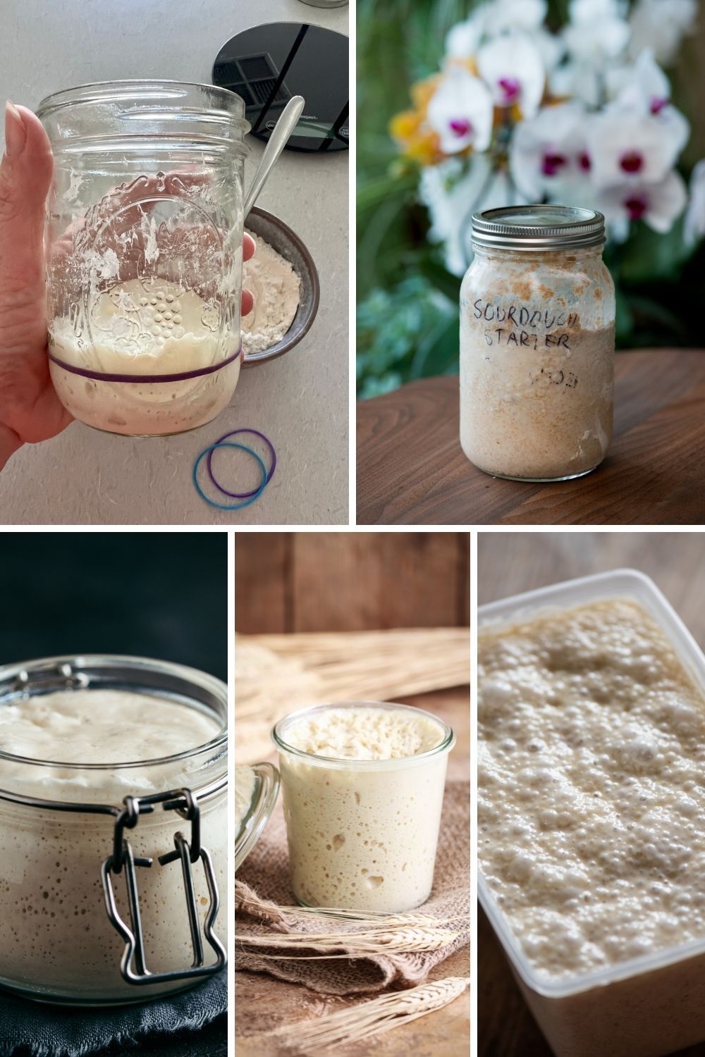 sourdough-starter-feeding-schedule-guide-feed-your-sourdough